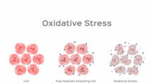 stress oxydatif