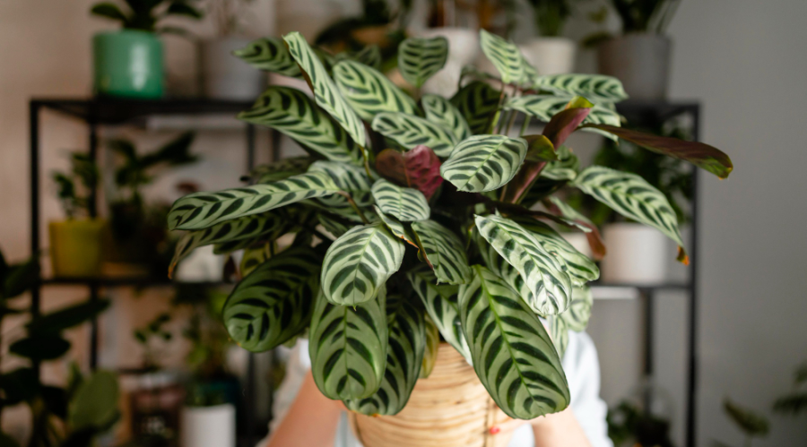 15 plantes dépolluantes qui purifient l'air intérieur de votre maison