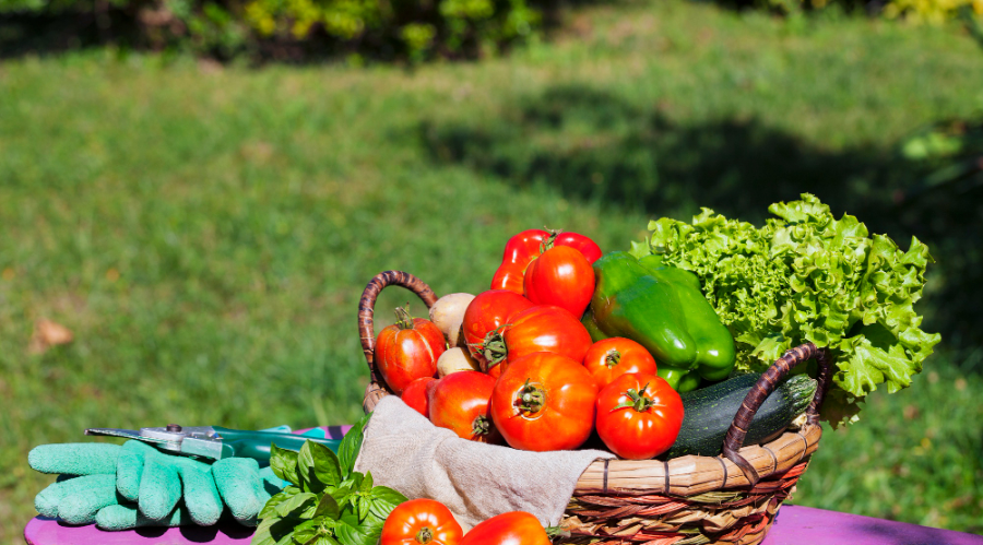 Comment conserver les fruits et légumes d'été : conseils pour la mise en conserve, la congélation et le séchage des fruits et légumes