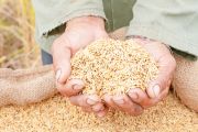 Le riz génétiquement modifié peut-il combattre la malnutrition?
