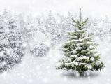 Sapins de Noël sous la neige