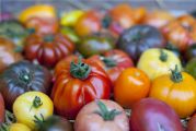 Différentes variétés de tomates étalées