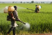 Intolérance au gluten  Monsanto serait responsable