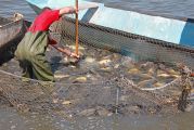 Pêcheur et filet de pêche rempli de poissons dans une eau boueuse