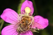 Une araignée prend une abeille pour proie. Elles sont posées sur une fleur mauve