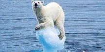 ours polaire sur un minuscule morceau de banquise