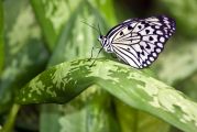 Des papillons OGM pour protéger les cultures