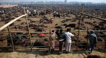 Abbatage à ciel ouvert lors du festival Gadhimai 