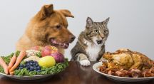 Un chien et un chat prennent leur repas