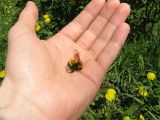 Hécatombe d'abeilles dans le Sud-Ouest, les apiculteurs appellent au don de ruches