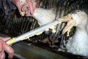 Gavage dans une élevage de palmipèdes à foie gras