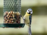 oiseau qui mange des graines suspensu à une mangeoire
