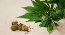 feuilles et boulettes de cannabis