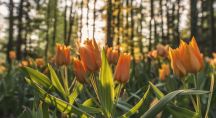 Un banc de tulipes au premier plan d'une photo de la forêt.