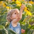 un enfant dans un champ cueille une fleur