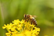 Une abeille en train de polliniser une fleur 
