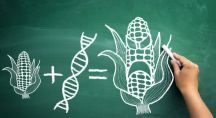 un tableau vert surlequel quelqu'un a dessiné un maïs, un brin d'ADN et un maïs muté