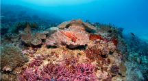 les fonds marins et des coraux