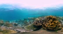 un récif corallien en Indonésie