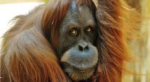 L'orang-outan disparaîtrait d’ici 10 ans à cause de l’huile de palme