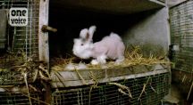 des lapins angoras victimes de maltraitance