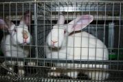 des lapins de laboratoires enfermés dans des cages 