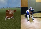 des images de synthèses qui propose aux volontaires une immersion virtuelle des conditions animales