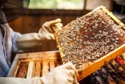 un apiculteur qui regarde des abeilles dans une ruche 