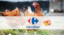 Les supermarchés Carrefour ne vendront plu d'oeufs de poules élevées en cage