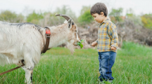 un enfant donne à manger à une chèvre