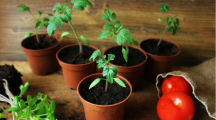 des tomates plantées en pot