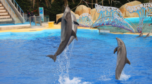 La captivité d’orques et de dauphins sera bientôt interdite en France