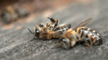 Deux nouveaux pesticides “tueurs d’abeilles” arrivent dans nos champs