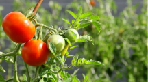 tomates bio cultivés au soleil