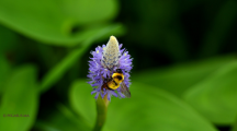 abeille polinise fleur