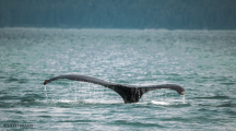 chasse baleine Japon