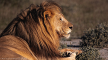 Afrique du Sud : des braconniers, sur la piste de rhinocéros, ont été dévorés par des lions