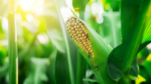 Les OGM causent-ils des cancers ? L’heure du verdict a sonné