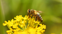 abeille qui butine une fleur jaune