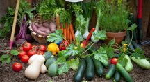 fruits et légumes terre