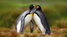 Un couple de pingouins mâles couvent leur petit et l’élèvent ensemble