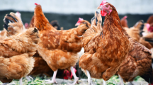 Comment l'homme a modifié la morphologie du poulet d'élevage