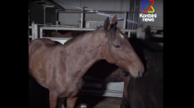 L’association L214 dévoile la vidéo choc du plus gros abattoir de chevaux de France