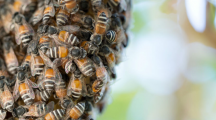 Vidéo : la “ola” des abeilles pour faire fuir les prédateurs