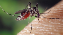Les femelles moustiques qui transmettent la dengue et le virus Zika repèrent les humains grâce à un récepteur sentant l'acide lactique