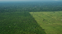 Brésil : opération coup de poing contre la déforestation