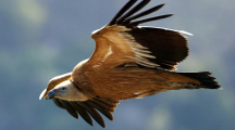Empoisonnement mortel d'une grande partie des rares vautours du Golan