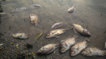 Vendée : des milliers de poissons morts dans une rivière