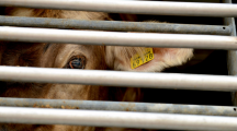 Vaches à hublot, poulets difformes... L214 dénonce les conditions de traitement des animaux dans un centre de recherche