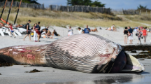 Une baleine de 13 mètres retrouvée sur une plage